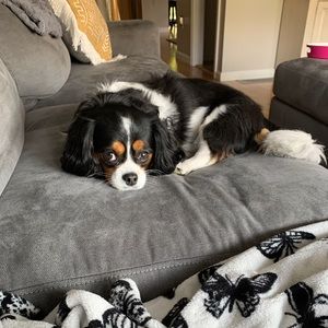 Meet your Posher, Shelby